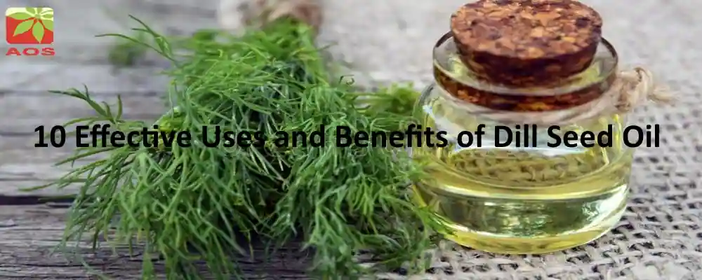 Dill Oil Benefits