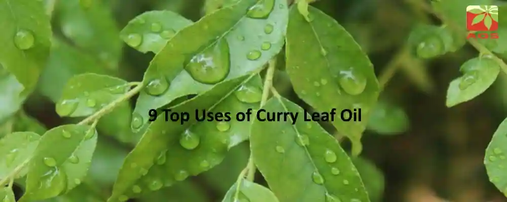 Curry Leaf Oil Benefits
