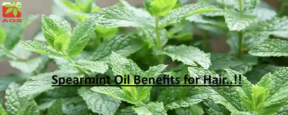 Spearmint Oil Benefits