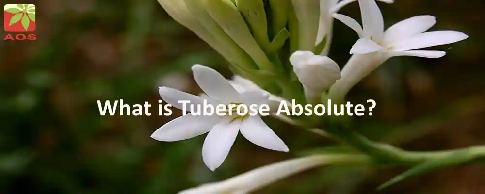 Tuberose Absolute Benefits