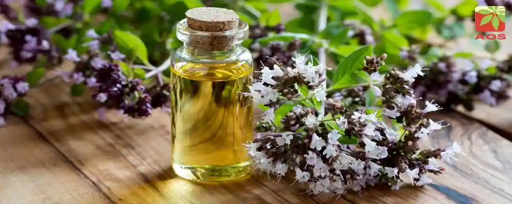 Oregano Oil for Fungal Infection