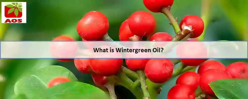 All About Wintergreen Oil