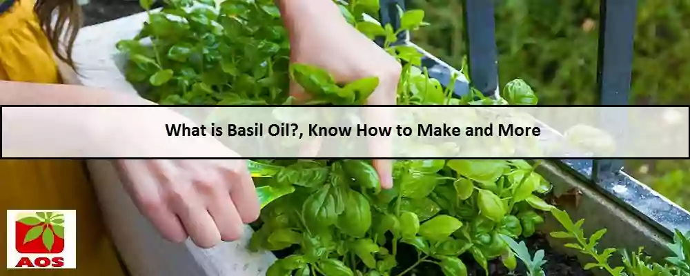 All About Basil Oil
