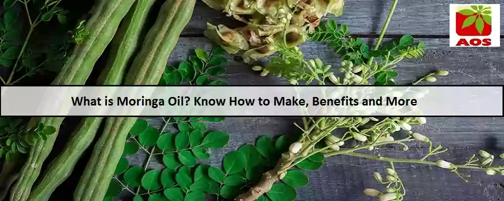 All About Moringa Oil