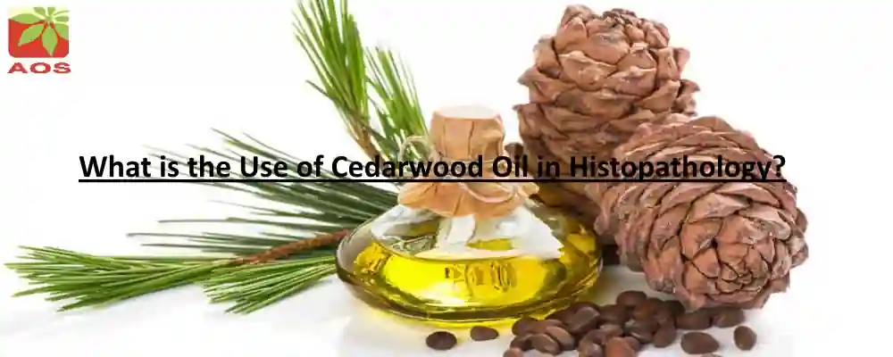 Cedarwood Oil for Microscope