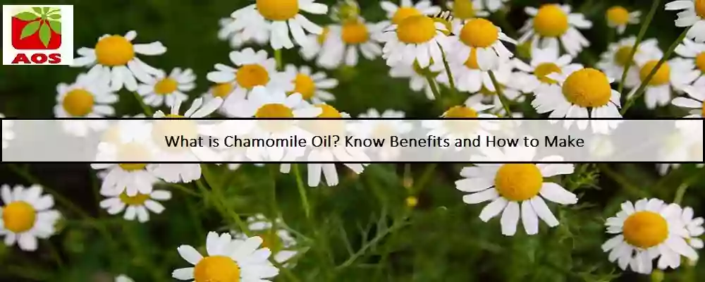 All About Chamomile Oil