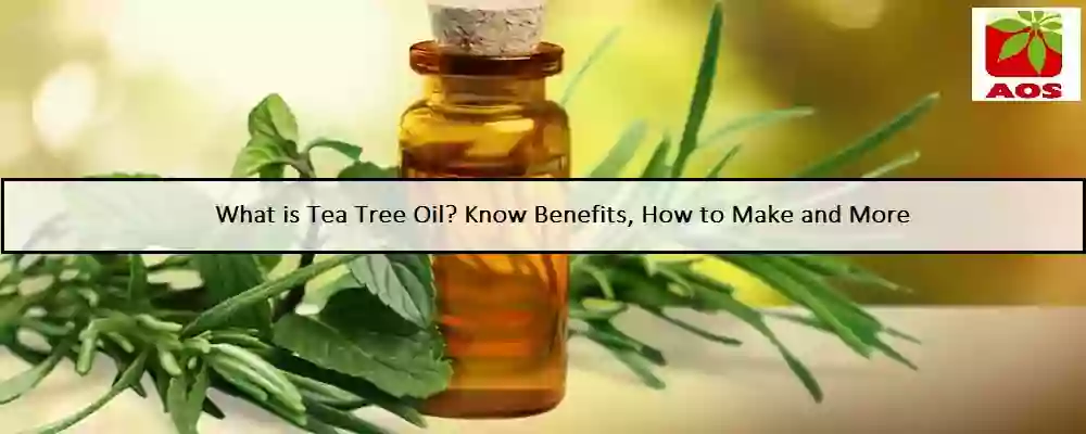 All About Tea Tree Oil