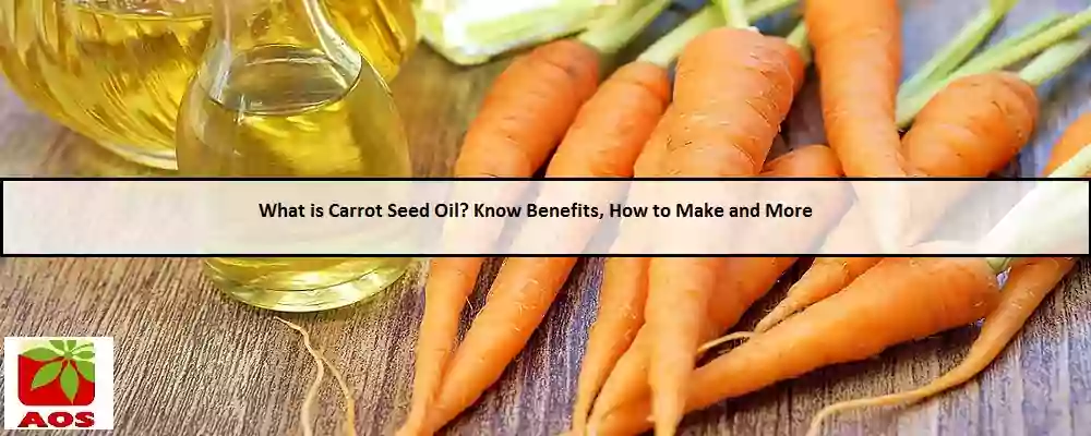 All About Carrot Seed Oil