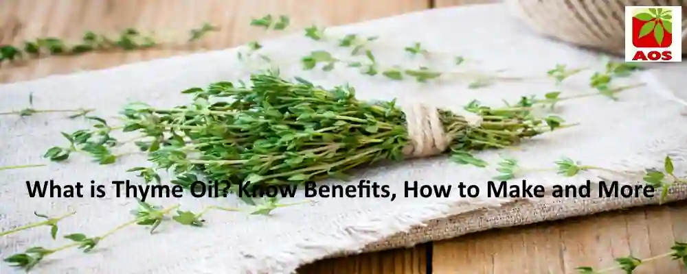 All About Thyme Oil