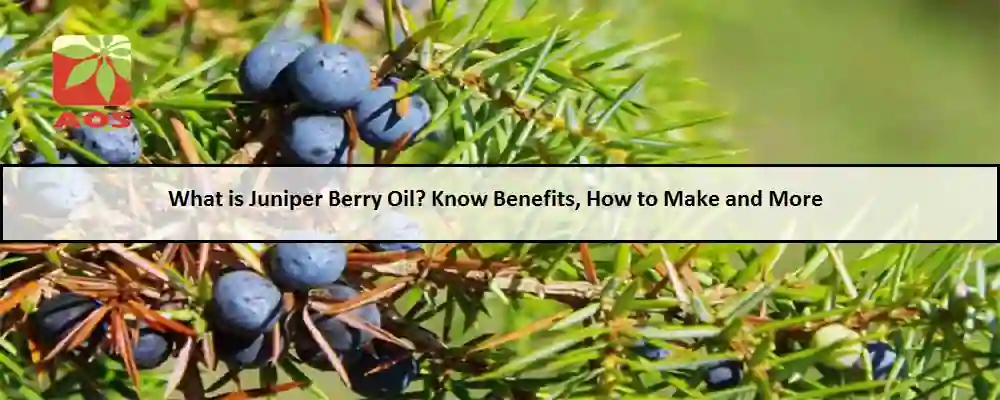 All About Juniper Berry Oil